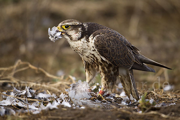 Sakerfalke (Falco cherrug)