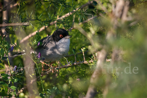 Samtkopfgrasmücke (Sylvia melanocephala)