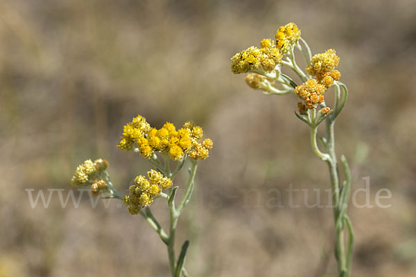 Sand-Strohblume (Helichrysum arenarium)