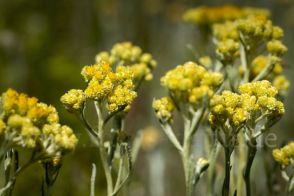 Sand-Strohblume (Helichrysum arenarium)