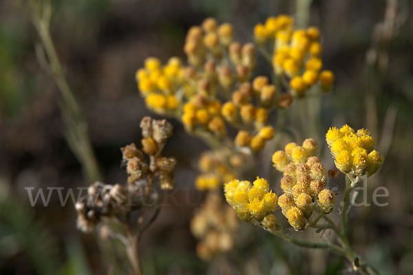 Sand-Strohblume (Helichrysum arenarium)