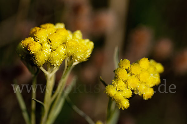 Sand-Strohblume (Helichrysum arenarium)