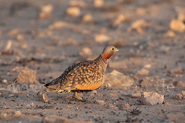 Sandflughuhn sspec. (Pterocles orientalis aragonica)