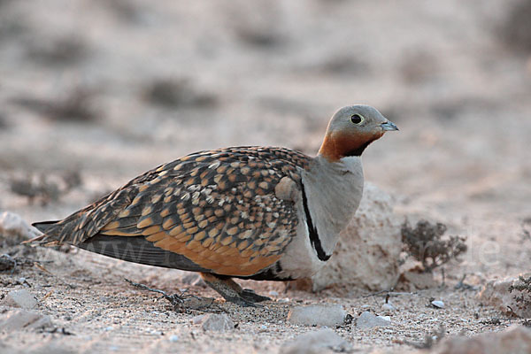 Sandflughuhn sspec. (Pterocles orientalis aragonica)