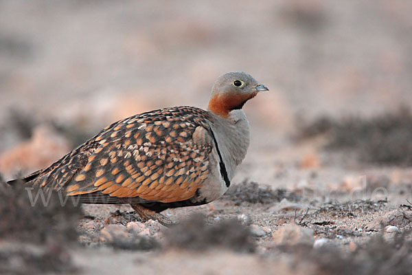 Sandflughuhn sspec. (Pterocles orientalis aragonica)