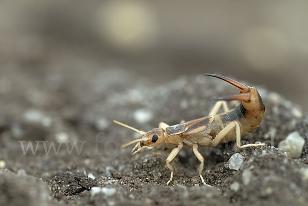 Sandohrwurm (Labidura riparia)