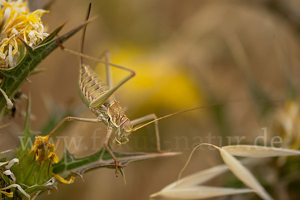 Sattelschrecke spec. (Steropleurus brunneri)