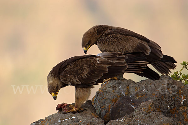 Savannenadler (Aquila rapax)