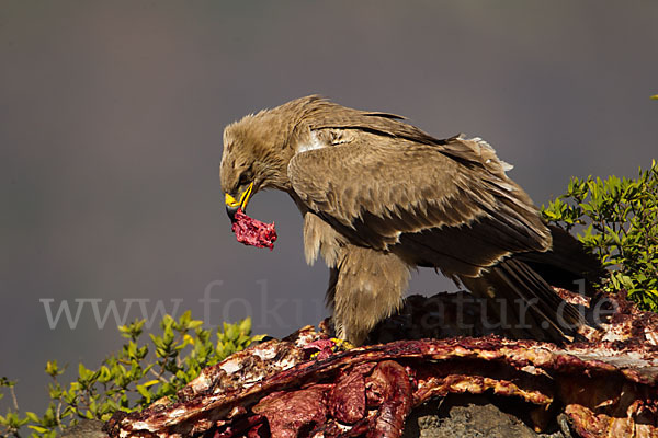 Savannenadler (Aquila rapax)