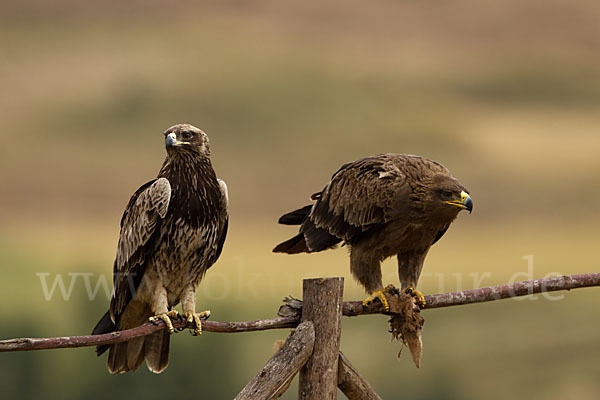 Savannenadler (Aquila rapax)