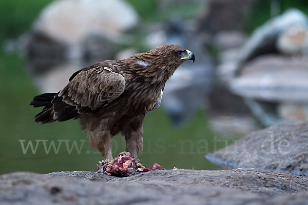 Savannenadler (Aquila rapax)