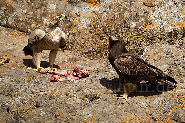 Savannenadler (Aquila rapax)