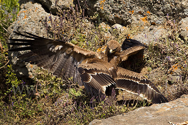 Savannenadler (Aquila rapax)