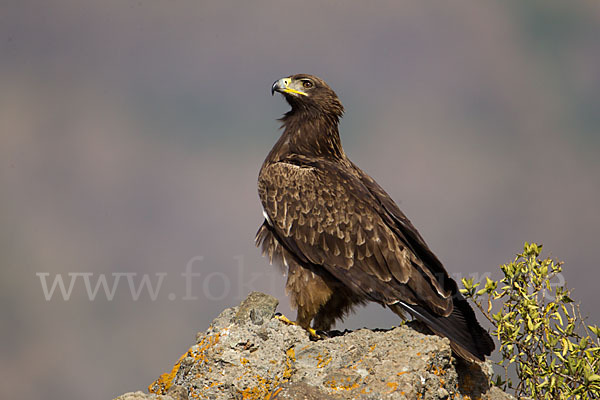 Savannenadler (Aquila rapax)