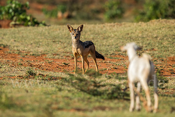 Schabrackenschakal (Canis mesomelas)