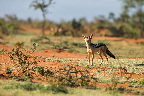 Schabrackenschakal (Canis mesomelas)