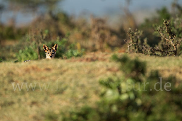 Schabrackenschakal (Canis mesomelas)