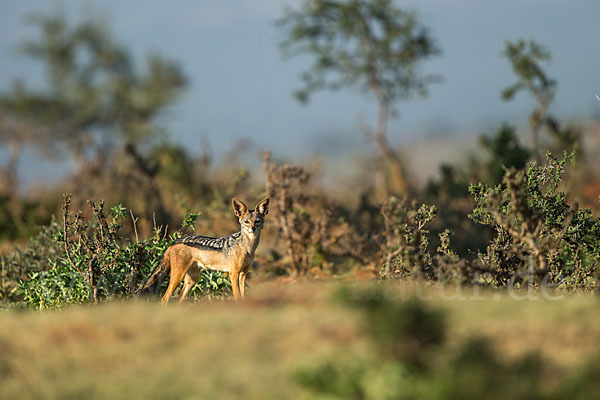 Schabrackenschakal (Canis mesomelas)