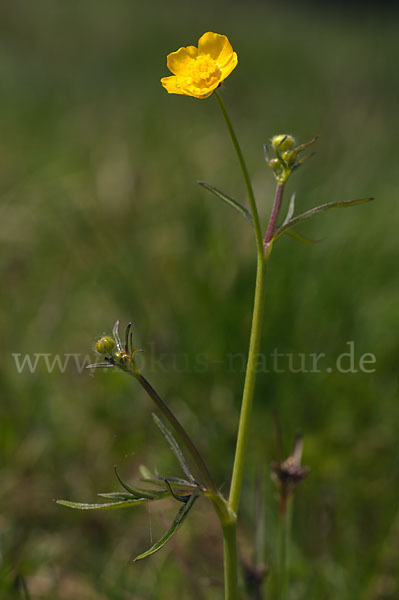 Scharfer Hahnenfuß (Ranunculus acris)