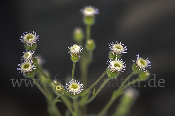 Scharfes Berufkraut (Erigeron acris)