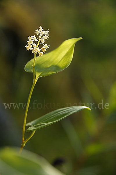 Schattenblümchen (Maianthemum bifolium)
