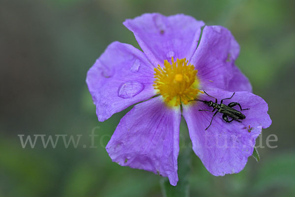 Scheinbockäfer spec. (Oedemera spec.)