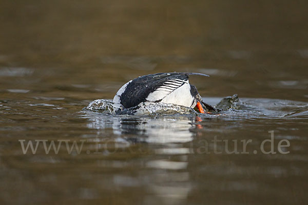 Schellente (Bucephala clangula)