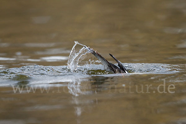 Schellente (Bucephala clangula)