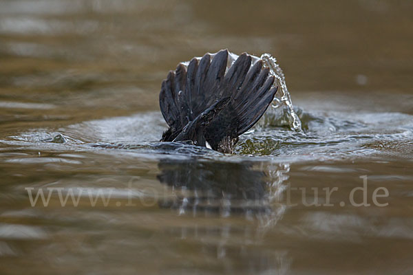 Schellente (Bucephala clangula)