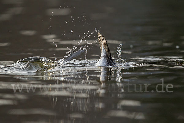 Schellente (Bucephala clangula)