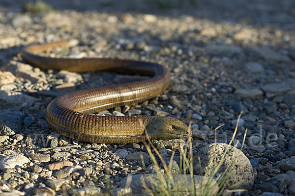 Scheltopusik (Pseudopus apodus)