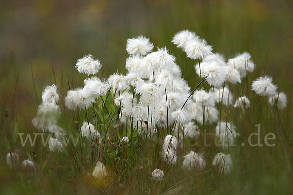 Scheuchzers Wollgras (Eriophorum scheuchzeri)