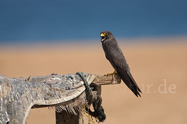 Schieferfalke (Falco concolor)