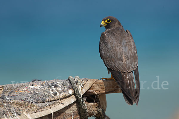 Schieferfalke (Falco concolor)