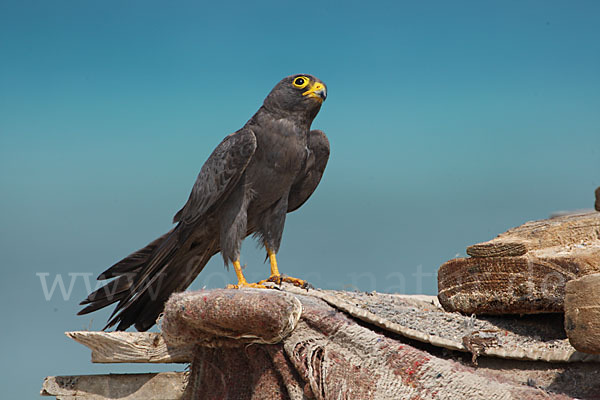 Schieferfalke (Falco concolor)