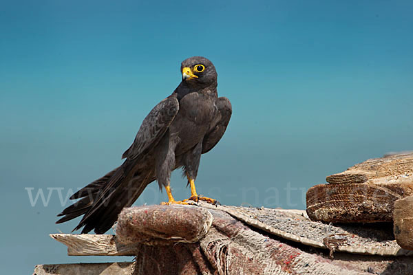 Schieferfalke (Falco concolor)