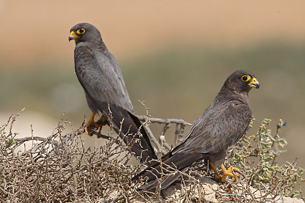 Schieferfalke (Falco concolor)