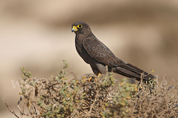 Schieferfalke (Falco concolor)