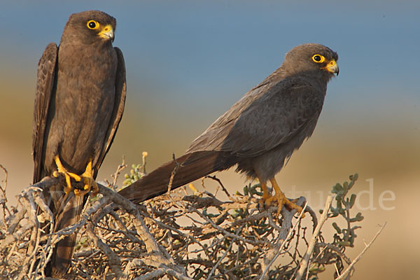 Schieferfalke (Falco concolor)