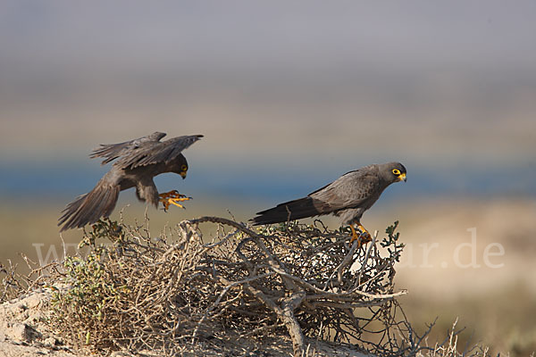 Schieferfalke (Falco concolor)