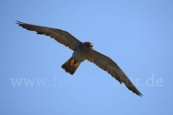 Schieferfalke (Falco concolor)