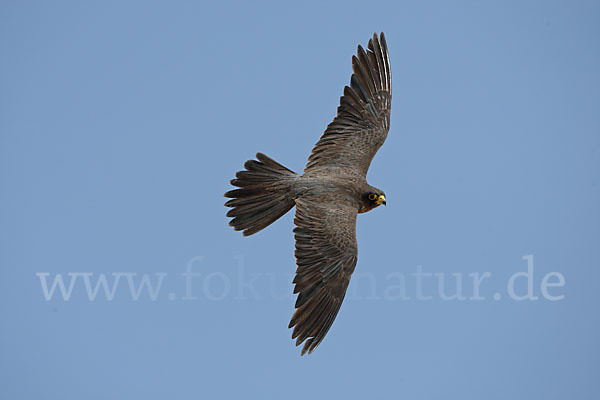 Schieferfalke (Falco concolor)