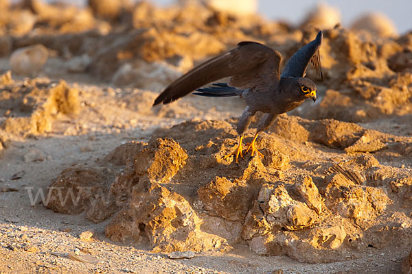 Schieferfalke (Falco concolor)