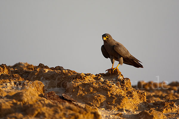 Schieferfalke (Falco concolor)