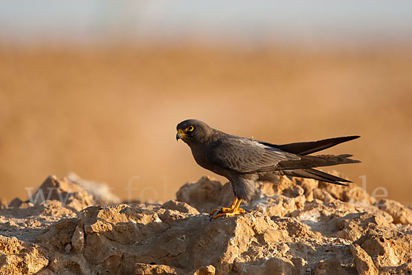 Schieferfalke (Falco concolor)