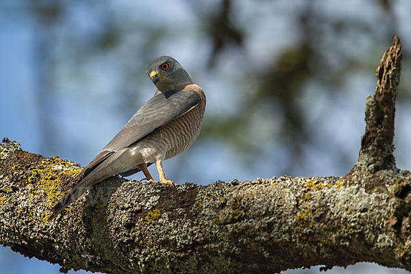 Schikrasperber (Accipiter badius)