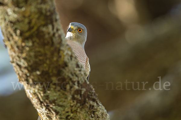 Schikrasperber (Accipiter badius)