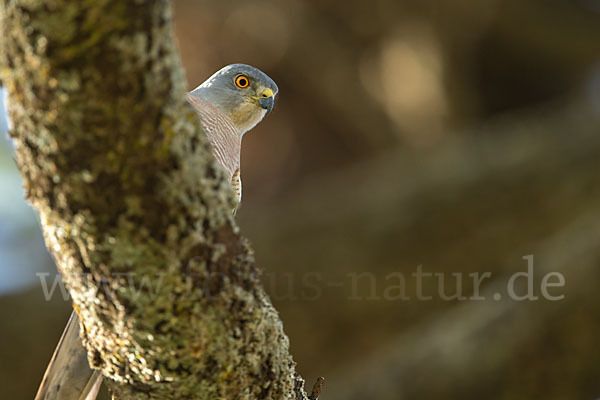 Schikrasperber (Accipiter badius)