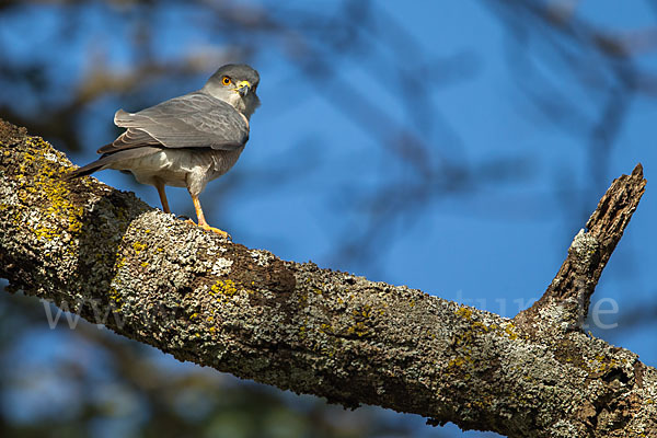 Schikrasperber (Accipiter badius)