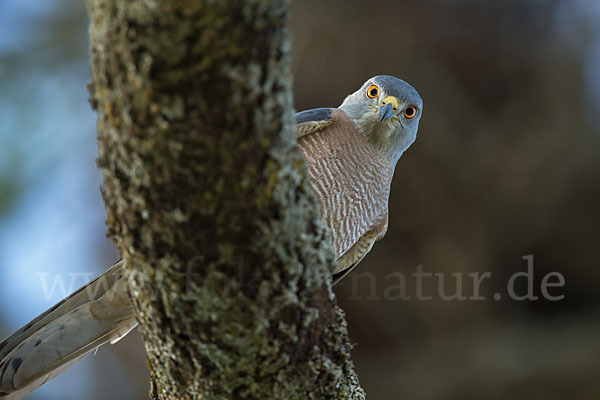 Schikrasperber (Accipiter badius)